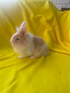 Lion head rabbits - Photo 8