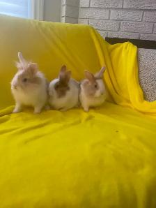 Lion head rabbits - Photo 9