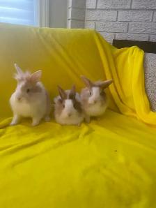 Lion head rabbits - Photo 10
