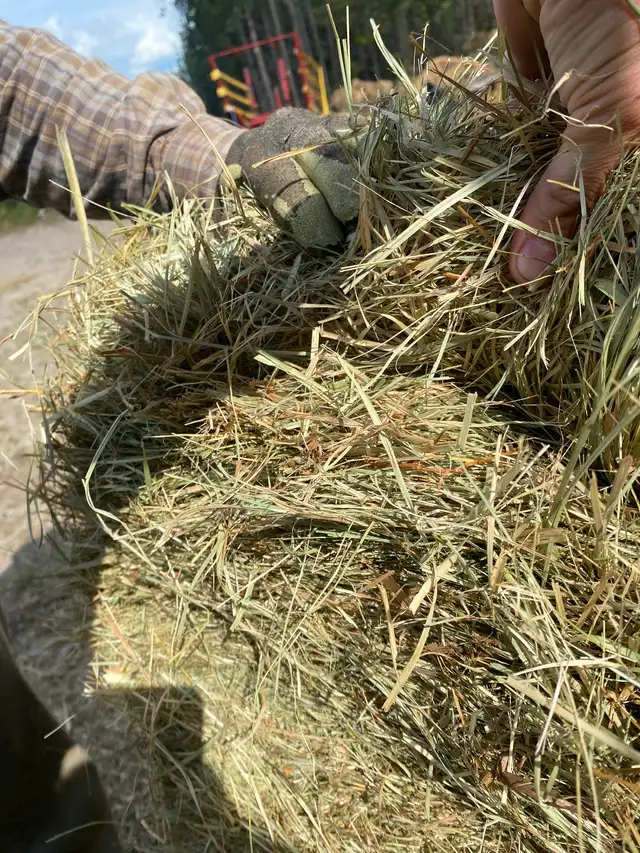 Square bale hay