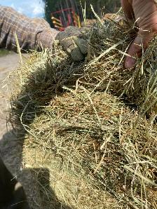 Square bale hay
