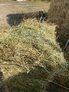 Square bale hay - Photo 2