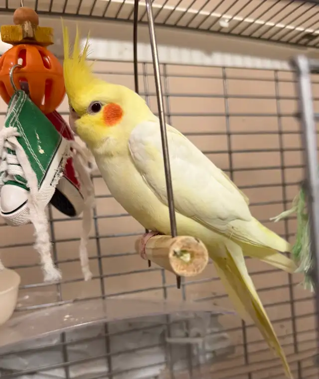Young Yellow Cockatiels