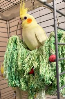 Young Yellow Cockatiels - Photo 2