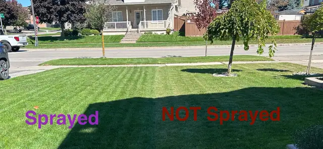 Weed Spray for lawn