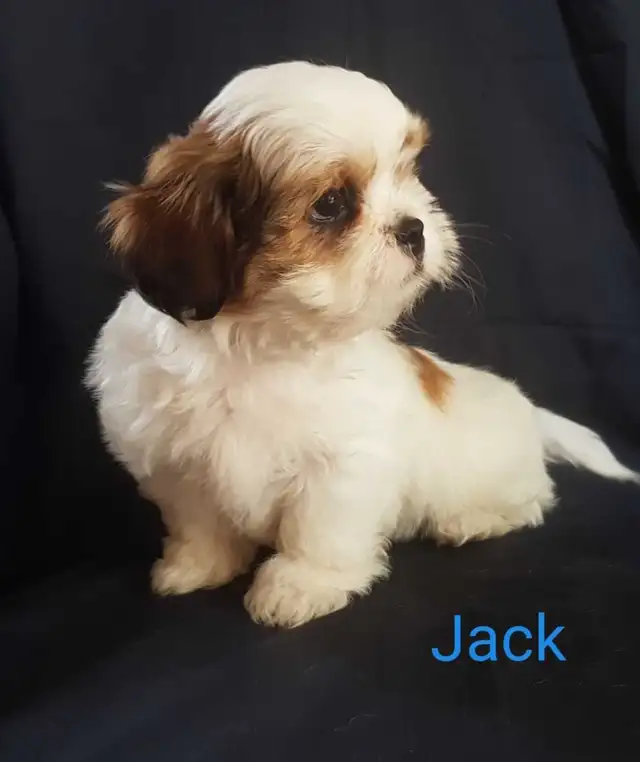 Shih Tzu Puppies. Cumberland Bay NB.