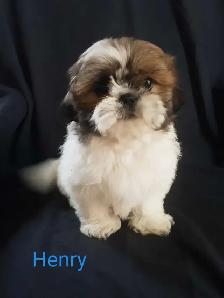 Shih Tzu Puppies. Cumberland Bay NB. - Photo 2