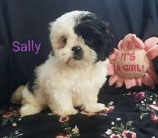 Shih Tzu Puppies. Cumberland Bay NB. - Photo 3