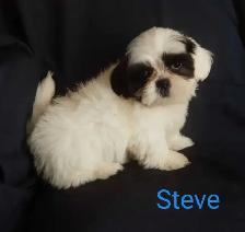 Shih Tzu Puppies. Cumberland Bay NB. - Photo 4
