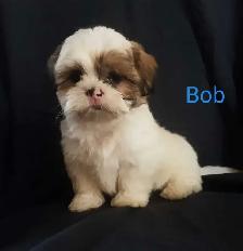 Shih Tzu Puppies. Cumberland Bay NB. - Photo 5