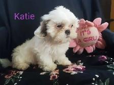 Shih Tzu Puppies. Cumberland Bay NB. - Photo 6