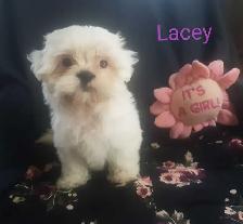 Shih Tzu Puppies. Cumberland Bay NB. - Photo 7