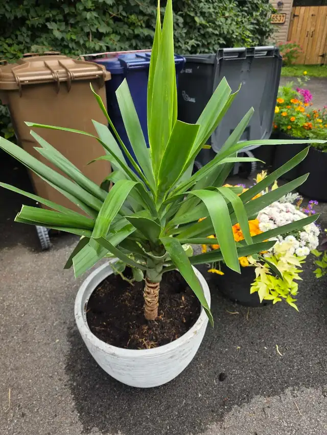 plantes tropicales et aquatiques laval