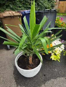 plantes tropicales et aquatiques laval