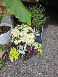 plantes tropicales et aquatiques laval - Photo 2