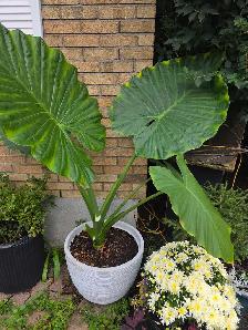 plantes tropicales et aquatiques laval - Photo 3