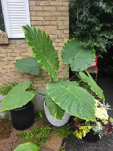 plantes tropicales et aquatiques laval - Photo 4