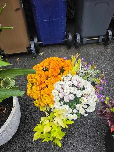 plantes tropicales et aquatiques laval - Photo 5