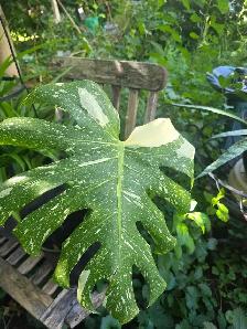 plantes tropicales et aquatiques laval - Photo 6