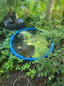 plantes tropicales et aquatiques laval - Photo 7