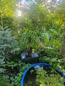 plantes tropicales et aquatiques laval - Photo 8