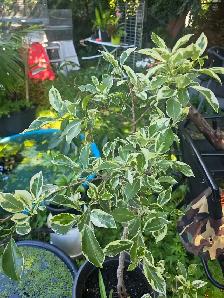 plantes tropicales et aquatiques laval - Photo 9