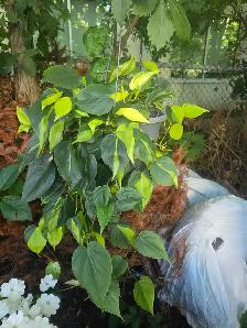 plantes tropicales et aquatiques laval - Photo 10