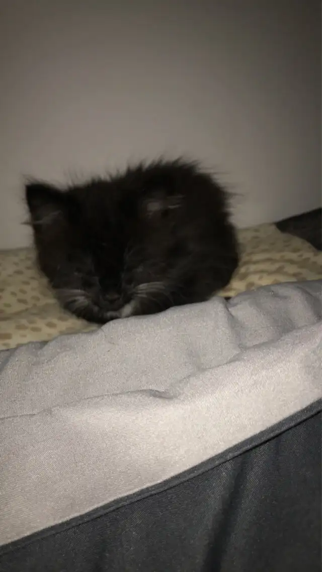 Loving kitten