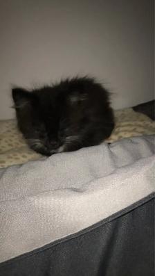 Loving kitten