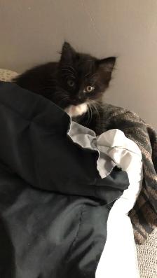 Loving kitten - Photo 2