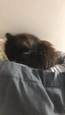 Loving kitten - Photo 3