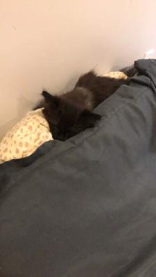 Loving kitten - Photo 4
