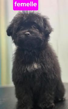 Magnifique Pomeranien X Caniche