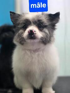 Magnifique Pomeranien X Caniche - Photo 2