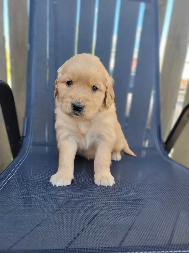 Chiot Golden Retriever prêt 26 septembre 2026