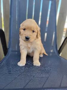 Chiot Golden Retriever prêt 26 septembre 2026