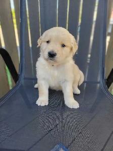 Chiot Golden Retriever prêt 26 septembre 2026 - Photo 2