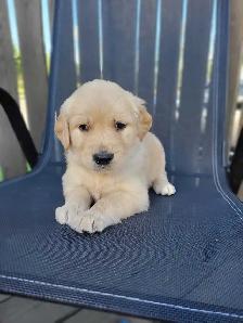 Chiot Golden Retriever prêt 26 septembre 2026 - Photo 3
