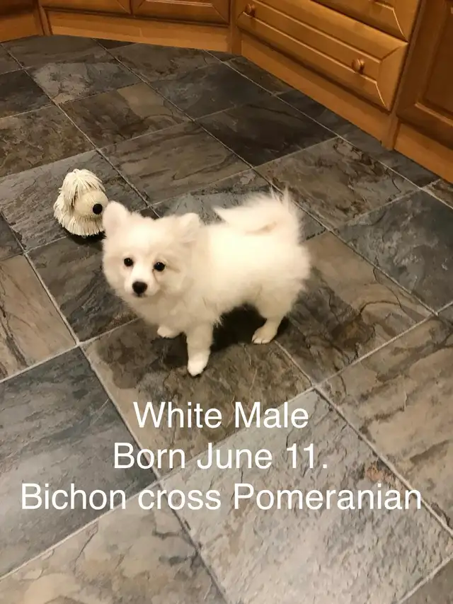 Pomeranian and Bichon cross Pomeranian puppies for sale