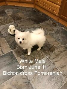 Pomeranian and Bichon cross Pomeranian puppies for sale