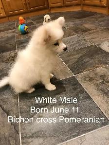 Pomeranian and Bichon cross Pomeranian puppies for sale - Photo 2