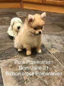 Pomeranian and Bichon cross Pomeranian puppies for sale - Photo 3