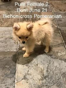Pomeranian and Bichon cross Pomeranian puppies for sale - Photo 4
