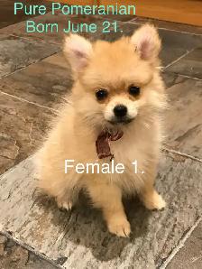 Pomeranian and Bichon cross Pomeranian puppies for sale - Photo 5