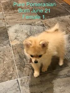 Pomeranian and Bichon cross Pomeranian puppies for sale - Photo 6