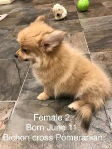 Pomeranian and Bichon cross Pomeranian puppies for sale - Photo 7