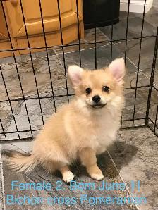 Pomeranian and Bichon cross Pomeranian puppies for sale - Photo 8