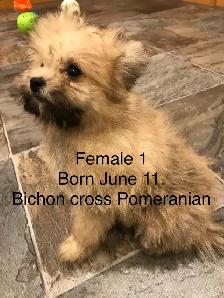 Pomeranian and Bichon cross Pomeranian puppies for sale - Photo 9