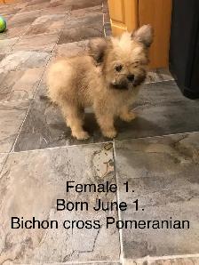 Pomeranian and Bichon cross Pomeranian puppies for sale - Photo 10