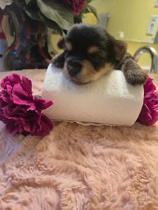 Yorkie Puppies